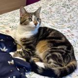 Foto del gato perdido en Provin