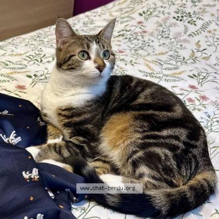 Foto 1/1 Izzie Chat perdido en Provin
