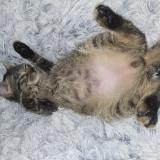 Foto del gato perdido en Corps Nuds