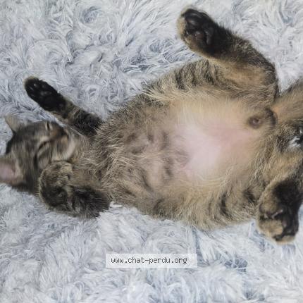 Foto 1/1 Simba Chat perdido en Corps nuds