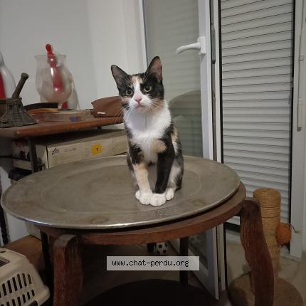 Foto 1/1 Bella Chat perdido en Villeneuve d ascq