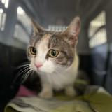 Foto de gato encontrado en Montauban