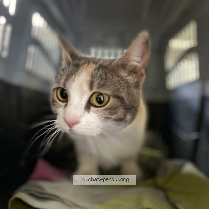 Foto 1/1 Gato encontrado Encontrado en Montauban