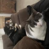 Foto del gato perdido en Firminy