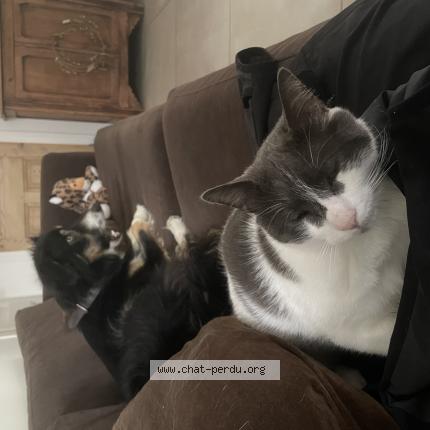 Foto 1/1 Guss Chat perdido en Firminy