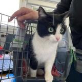 Foto de gato encontrado en Montauban