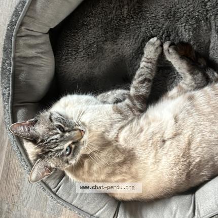 Foto 1/1 Kyo Chat perdido en Aulnay sous bois