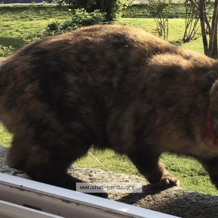 Foto 1/1 Jinx Chat perdido en Morlaix