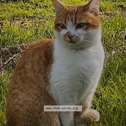 Foto 1/1 Poppy Chat perdido en Saint philbert de bouaine