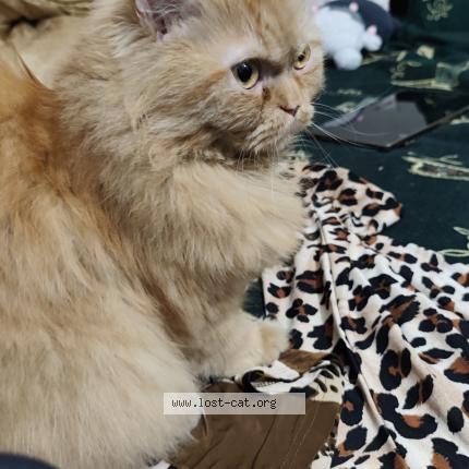 Foto 1/1 Milo Chat perdido en Lahore