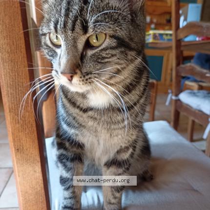 Foto 2/2 Gato encontrado Encontrado en Baguer morvan