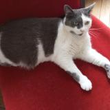 Foto del gato perdido en Villeneuve Saint Georges