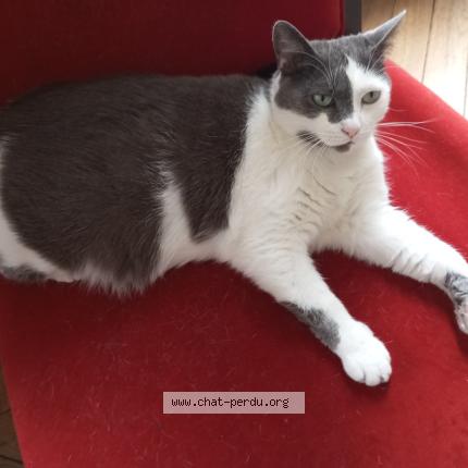 Foto 1/3 Minette Chat perdido en Villeneuve saint georges