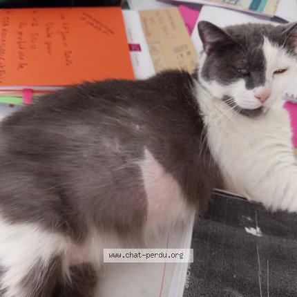 Foto 2/3 Minette Chat perdido en Villeneuve saint georges