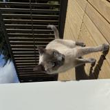 Foto del gato perdido en Entrammes