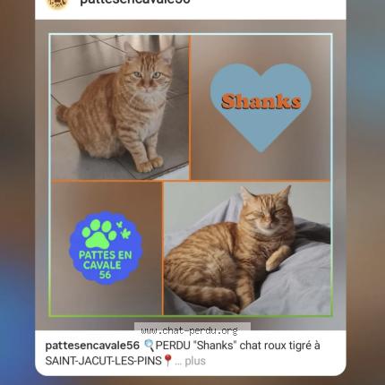 Foto 1/1 Shanks Chat perdido en Saint jacut les pins