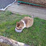 Foto de gato encontrado en Bouille Courdault