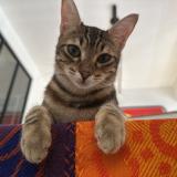 Foto del gato perdido en Marseille