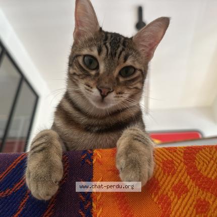 Foto 1/1 Mitzi Chat perdido en Marseille