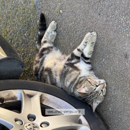 Foto 1/1 Gato encontrado Encontrado en Coulonges thouarsais