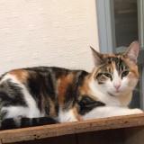 Foto del gato perdido en Saint Nazaire