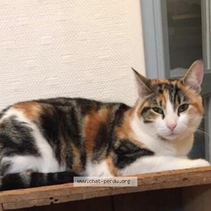 Foto 1/1 Lili Chat perdido en Saint nazaire