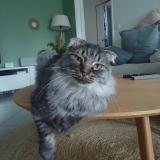 Foto del gato perdido en Rillieux La Pape