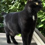 Foto del gato perdido en Agen