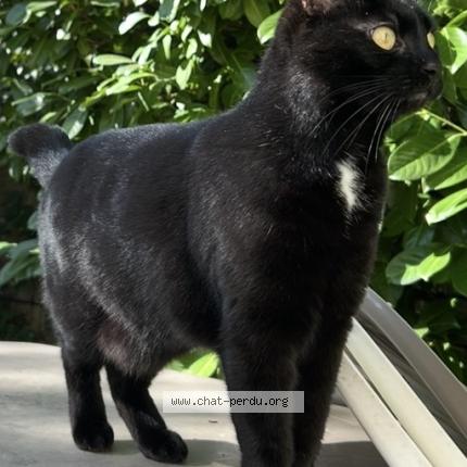 Foto 1/1 Flokie Chat perdido en Agen