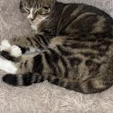 Foto del gato perdido en Plaisance Du Touch