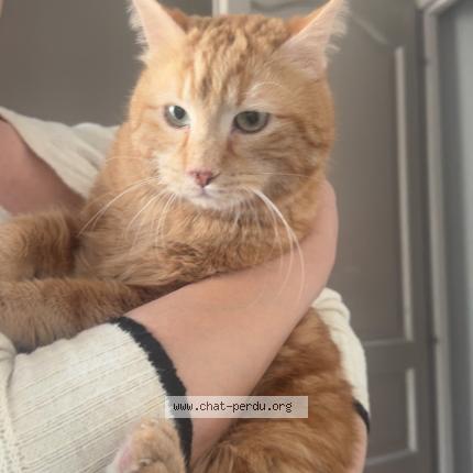 Foto 1/1 Sunny Chat perdido en Boulay moselle