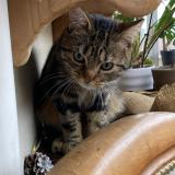 Foto del gato perdido en Chaumont