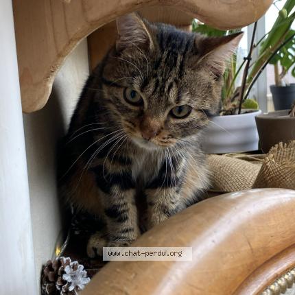 Foto 1/1 Arès Chat perdido en Chaumont