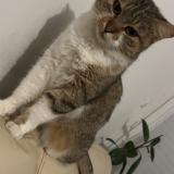 Foto del gato perdido en Malafretaz