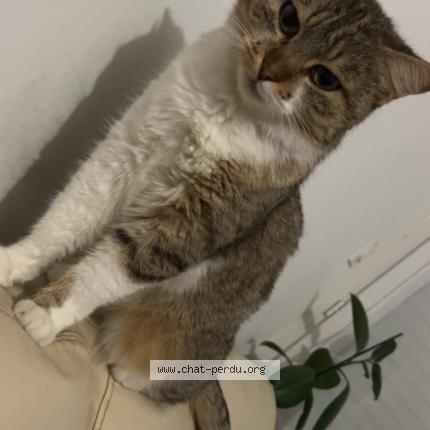 Foto 1/1 Princesse Chat perdido en Malafretaz