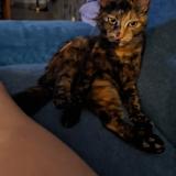 Foto del gato perdido en Violes