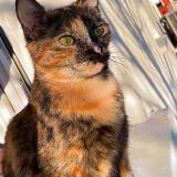 Foto del gato perdido en Miremont