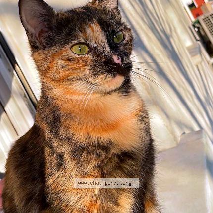 Foto 1/1 Dash Chat perdido en Miremont