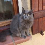 Foto del gato perdido en Portet Sur Garonne