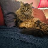 Foto de un gato reunido en Verdun