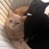 Foto del gato perdido en Quimper