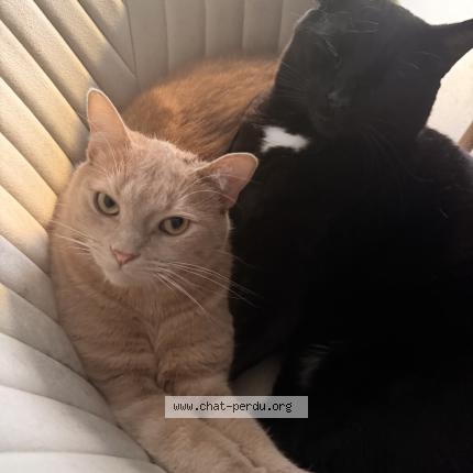 Foto 1/1 YOLO Chat perdido en Quimper