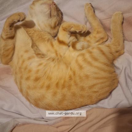 Foto 1/1 Garfilde Chat perdido en Namur