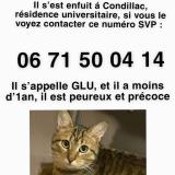 Foto del gato perdido en Saint Martin D Here