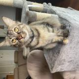 Foto del gato perdido en Le Palais Sur Vienne