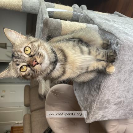 Foto 1/1 Naia Chat perdido en Le palais sur vienne