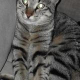 Foto del gato perdido en Le Pontet