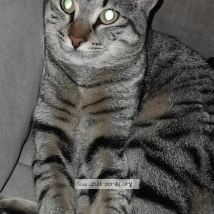 Foto 1/1 Rio Chat perdido en Le pontet