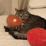 Foto de gato encontrado en Saint Fons