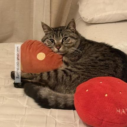 Foto 1/1 Gato encontrado Encontrado en Saint fons